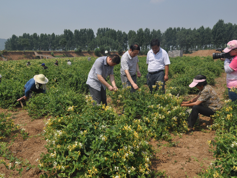 kok官网app体育都中药材种植基地